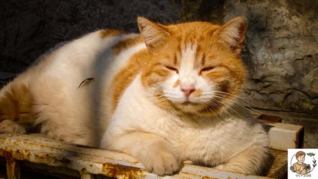 心の在り方を食事で整え、栄養バランスとタイミングを意識した食事で人の目を気にせず自分らしくメンタルとマインドをポジティブに保った状態で生活する方法